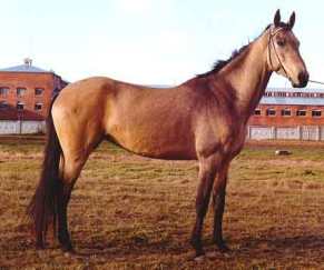 Сакура